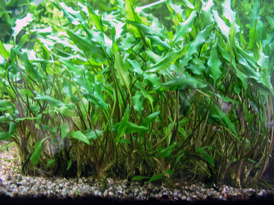 Cryptocoryne wendtii  10 Jahre alt.jpg