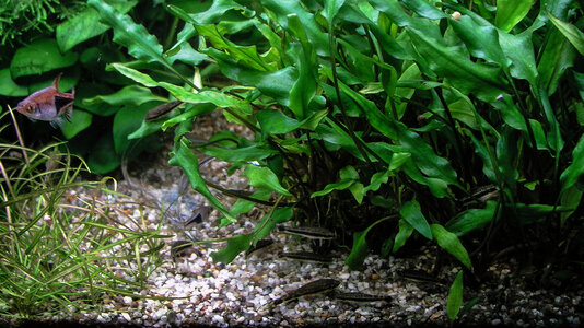 Otocinclus 20.11.2022.jpg