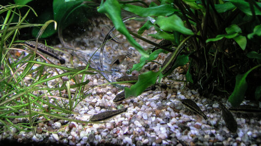 Otocinclus-20.11.2022.jpg