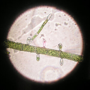 Oedogonium sp. 21.11.2022.jpg