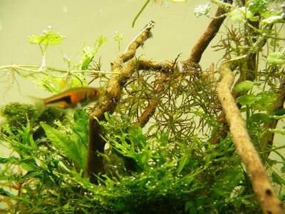 Rasbora espei.JPG