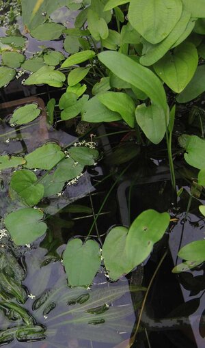 Echinodorus berteroi06.JPG