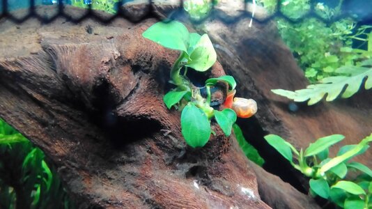 Anubias mit Schnecke.jpg