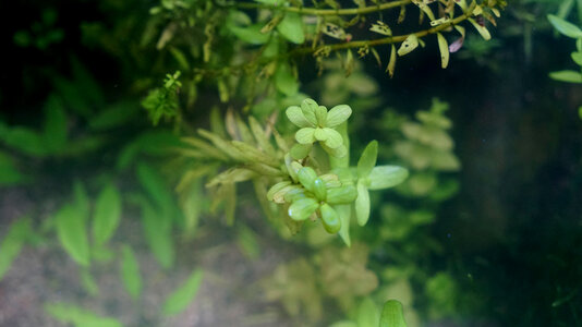 Rotala rotundifolia-23.01.2023.jpg