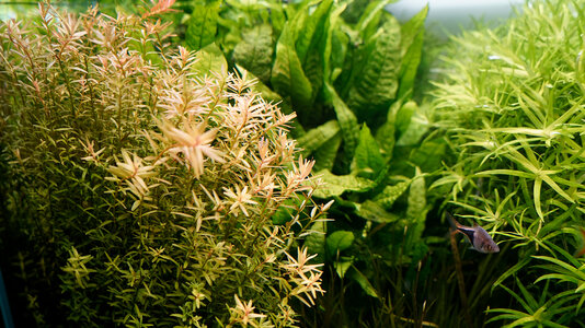 Rotala rotundifolia 23.01.2023.jpg