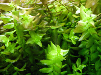 Bacopa caroliniana 07.02.2023-2.jpg