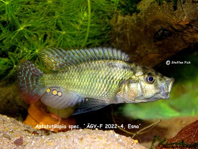 Astatotilapia spec. Esna 1 t.JPG