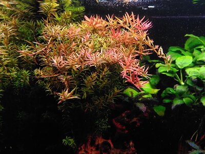 rotala.jpg