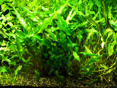 Cryptocoryne wentti 01.06.2023.jpg