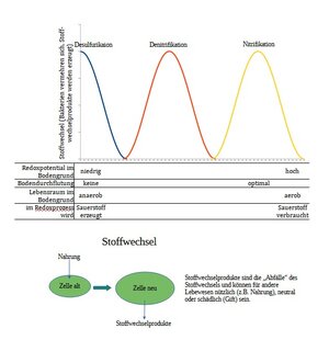 Biochemische Prozesse im Bodengrund.jpg