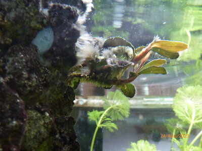 Bucephalandra sp 'Theia' 1.JPG