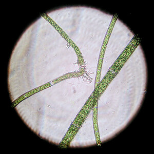 Rhizoclonium 14.12.2023-1.jpg