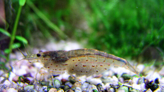 Caridina multidentata 26.05.2024.jpg