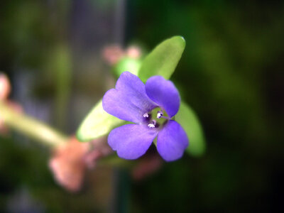 Bacopa caroliniana-Blüte  16.08.2024.jpg