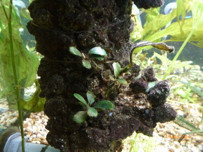 Bucephalandra sp. ‚Theia’ 240504 3.JPG