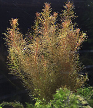 Rotala.JPG