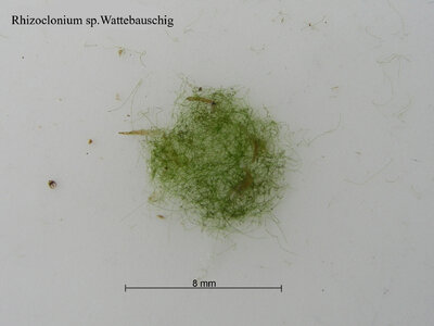 Rhizoclonium sp.Wattebauschig 09.07.2022.jpg