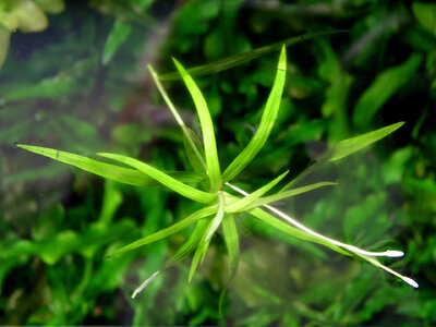 Heteranthera zosterifolia 29.10.2024-1.jpg