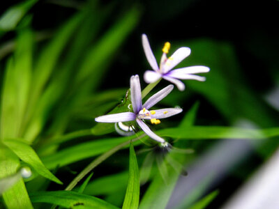 Heteranthera zosterifolia 22.12.2023.jpg