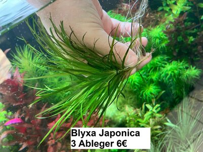 Blyxa Japonica.jpg