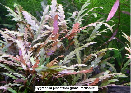 Hygrophila pinnatifida.jpg