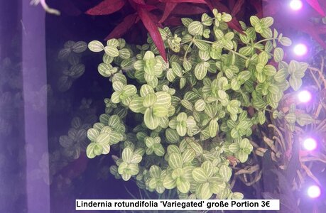 Lindernia rotundifolia 'Variegated'.jpg