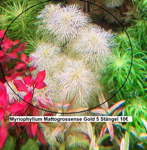 Myriophyllum Mattogrossense Gold.jpg