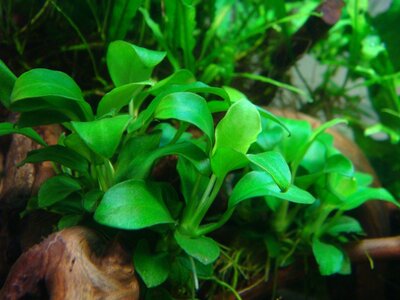 Anubias barteri var. nana 'Petite' ('Bonsai') .jpg