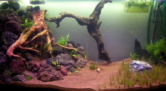 2011-03-26 Aquascape 023.jpg