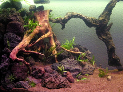 2011-03-26 Aquascape 020.jpg