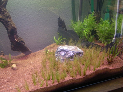 2011-03-26 Aquascape 025.jpg