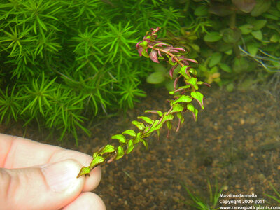 Rotala_macrandra_Type_II_2.JPG