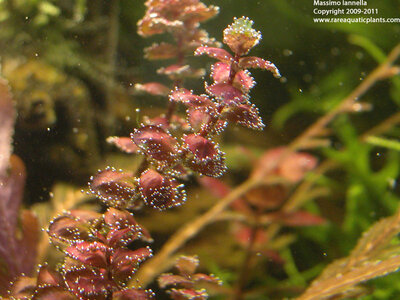 Rotala_macrandra_Type_II_variability_3.JPG