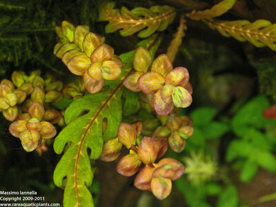 Rotala_macrandra_Type_II_variability_1.JPG