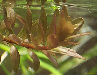 rotala1.jpg