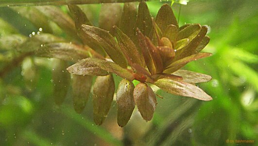 rotala2.jpg