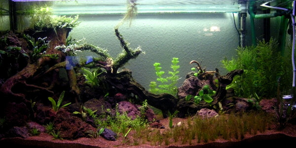 2011-04-09 Aquarium 006.jpg