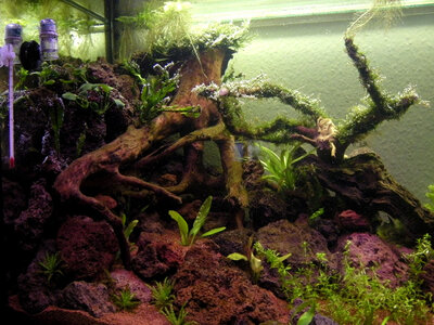 2011-04-09 Aquarium 008.jpg