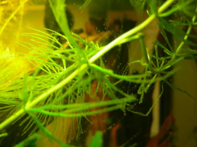 Aquarium mit Ausfällungen und Algen Nährstofflücken 015.jpg
