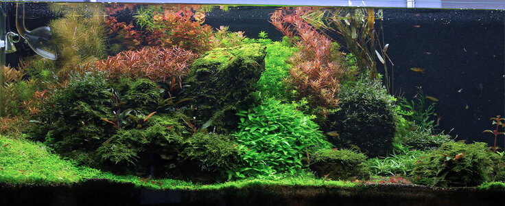 aquasabi240_2.jpg