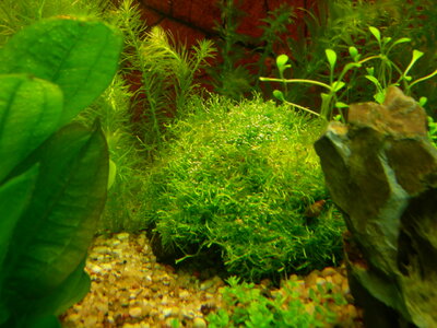 Aquariumneugestaltung 030.jpg