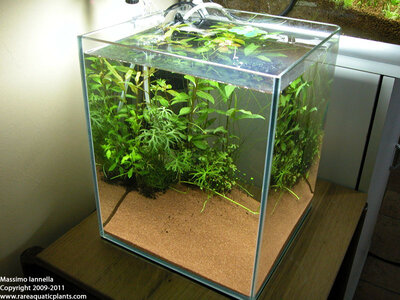 23_05_2011_kokedama_allestimento_acquario_iannella_massimo.JPG