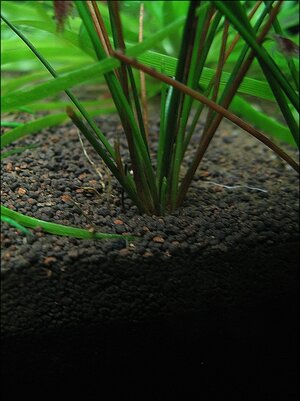 Eriocaulon oder Eleocharis.jpg