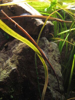 Fische Vivarium02.JPG