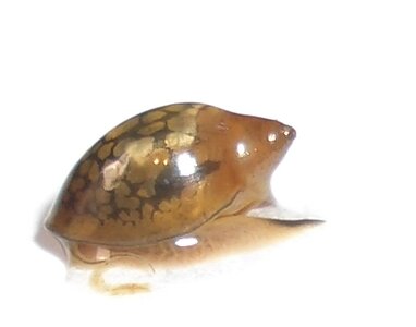 Schnecke (5) - Kopie.JPG