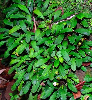 bucephalandra-sungai-ayak.jpg