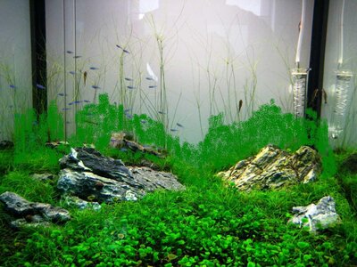 Tank 10092011projekt.jpg