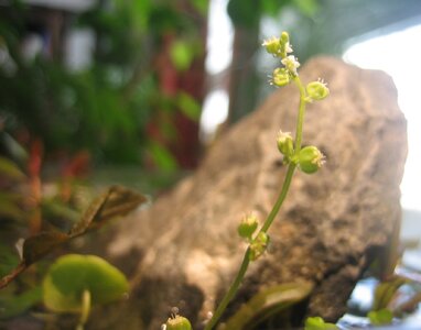 Hydrocotyle verticillata.JPG