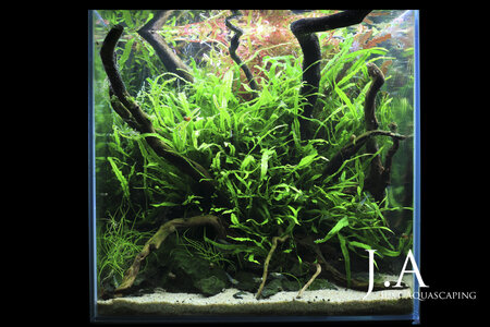 forest_of_nannostomus.jpg