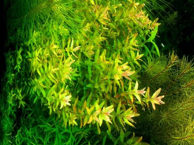 Rotala mexicana Goias  .jpg